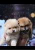 Additional photos: Purebred Pomeranian puppies