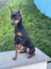 Photo №1. miniature pinscher - for sale in the city of Tbilisi | 1800$ | Announcement № 36519