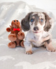 Photo №1. dachshund - for sale in the city of Budapest | 475$ | Announcement № 100195