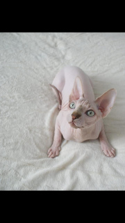 Photo №2 to announcement № 2028 for the sale of sphynx cat - buy in Russian Federation private announcement, from nursery, breeder