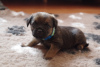 Additional photos: Border terrier pupies