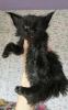 Photo №2 to announcement № 60080 for the sale of maine coon - buy in Russian Federation from nursery