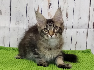 Photo №2 to announcement № 1241 for the sale of maine coon - buy in Russian Federation from nursery