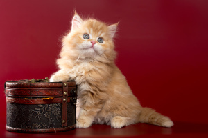 Additional photos: Scottish kittens - red marble boy