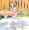 Photo №4. I will sell chihuahua in the city of Helsinki. private announcement, breeder - price - 475$