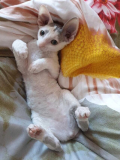 Photo №4. I will sell cornish rex in the city of Moscow. private announcement - price - 500$