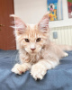 Photo №2 to announcement № 105630 for the sale of maine coon - buy in Germany breeder