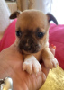 Photo №2 to announcement № 108849 for the sale of chihuahua - buy in Serbia 