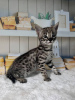 Photo №2 to announcement № 123678 for the sale of savannah cat - buy in Germany private announcement