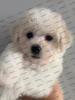 Photo №1. bichon frise - for sale in the city of Ulyanovsk | negotiated | Announcement № 25984