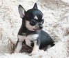 Photo №2 to announcement № 97274 for the sale of chihuahua - buy in United States private announcement, breeder