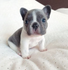 Photo №2 to announcement № 64574 for the sale of french bulldog - buy in Germany private announcement