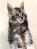Photo №4. I will sell maine coon in the city of Москва. private announcement, from nursery - price - 1000$