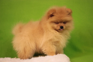 Additional photos: Pomeranian Spitz