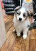 Photo №2 to announcement № 89569 for the sale of australian shepherd - buy in Sweden 