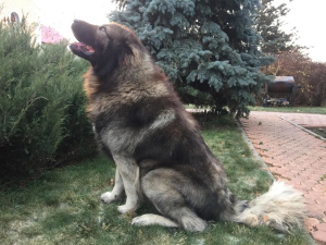 Photo №4. I will sell caucasian shepherd dog in the city of Lipetsk. from nursery, breeder - price - 470$