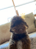 Photo №2 to announcement № 11702 for the sale of poodle (dwarf) - buy in Ukraine private announcement