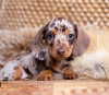 Photo №1. dachshund - for sale in the city of Stockholm | negotiated | Announcement № 96302