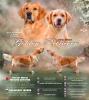Photo №3. Golden Retriever puppies. Belarus