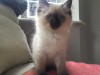 Photo №3. Cute Ragdoll Kittens available for Adoption now. Germany