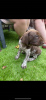 Photo №3. German Shorthaired Pointer Puppies for sale. United States