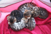 Photo №4. I will sell bengal cat in the city of Корк.  - price - Is free