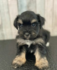 Photo №3. Cute Schnauzer puppies. United States