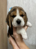 Additional photos: Purebred show class beagle puppies