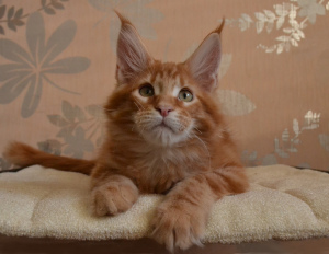 Photo №1. maine coon - for sale in the city of Magnitogorsk | 392$ | Announcement № 5298