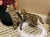 Photo №2 to announcement № 27996 for the sale of savannah cat - buy in Australia private announcement