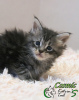 Photo №2 to announcement № 15811 for the sale of maine coon - buy in Russian Federation private announcement, from nursery, breeder