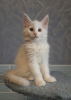 Photo №2 to announcement № 9401 for the sale of maine coon - buy in Russian Federation private announcement, from nursery, breeder