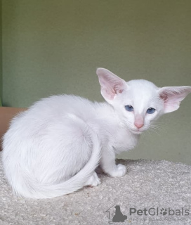 Photo №2 to announcement № 7338 for the sale of oriental shorthair - buy in Russian Federation private announcement