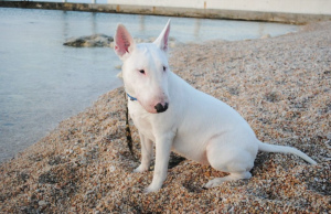 Photo №4. I will sell bull terrier in the city of Moscow. private announcement - price - 700$