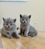 Photo №1. british shorthair - for sale in the city of Dusseldorf | 370$ | Announcement № 114530