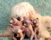 Photo №2 to announcement № 9446 for the sale of elf - buy in Russian Federation from nursery