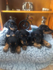 Photo №2 to announcement № 99489 for the sale of dobermann - buy in Germany private announcement