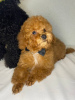 Photo №3. Toy Poodle puppy Red Brown boy. Ukraine