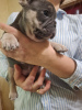 Photo №2 to announcement № 124782 for the sale of french bulldog - buy in Russian Federation from nursery