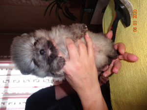 Photo №4. I will sell pomeranian in the city of Ryazan. breeder - price - 625$