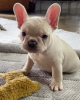 Photo №3. Beautiful French bulldog puppies for sale. Poland