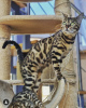 Photo №1. bengal cat - for sale in the city of London | 1268$ | Announcement № 125253