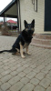 Photo №3. Grand, East European Shepherd Dog, age 4.5 years. Looking for a home.. Russian Federation
