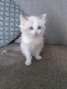 Photo №1. ragdoll - for sale in the city of Мадрид | negotiated | Announcement № 98205