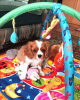 Photo №4. I will sell cavalier king charles spaniel in the city of Чита. breeder - price - 1302$