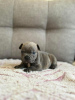 Photo №2 to announcement № 118925 for the sale of french bulldog - buy in Bolivia private announcement