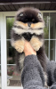Photo №2 to announcement № 25735 for the sale of pomeranian - buy in Belarus private announcement