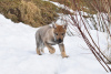 Photo №3. Czechoslovakian wolfdog puppy. Russian Federation