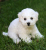 Photo №2 to announcement № 44909 for the sale of bichon frise - buy in Greece 