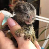 Additional photos: Marmosets available